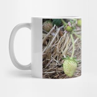 Ripening Strawberries Photograph Mug